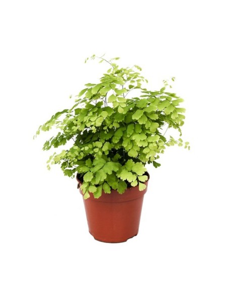 Adiantum Rad Fragrans  Helecho Culantrillo de Pozo para Interior | Endanea Garden

