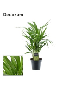 Areca Planta de Interior - Purificadora y Fácil de Cuidar | Endanea Garden