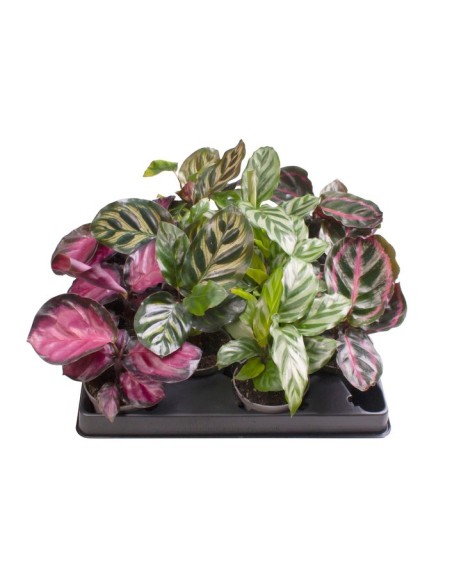 CALATHEA 4 VARIETIES