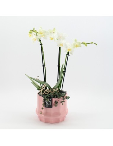 COMPO Phalaenopsis PHALRM  Orquídea Decorativa de Fácil Cuidado | Endanea Garden

