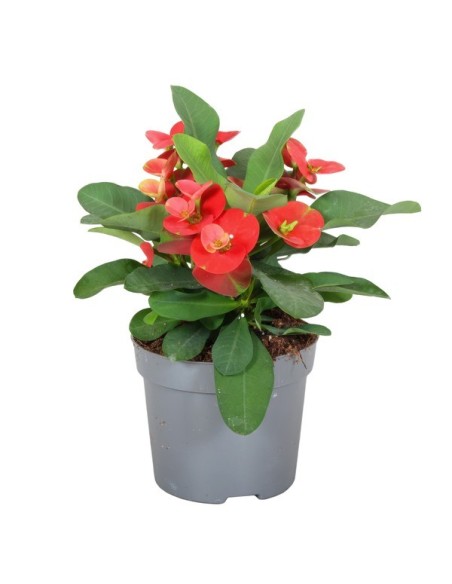 EUPHORBIA MILII CARDINAL BIG FLOWER