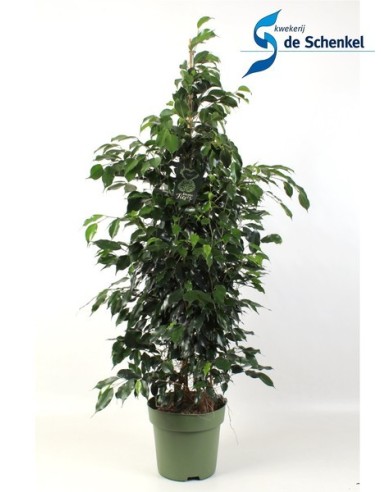Ficus Benjamina Danielle - Planta de Interior Fácil Cuidado y Elegante | Endanea Garden

