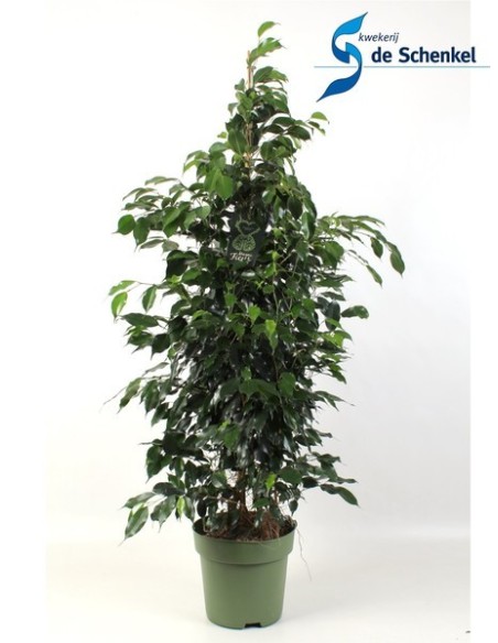 Ficus Benjamina Danielle - Planta de Interior Fácil Cuidado y Elegante | Endanea Garden

