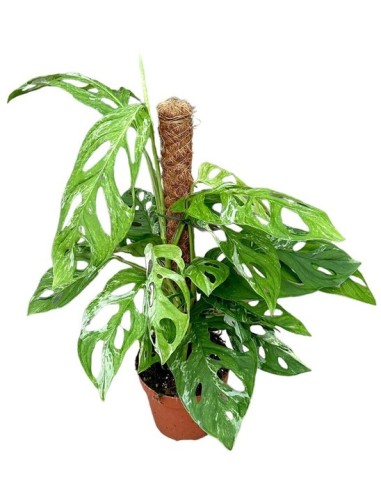 Monstera Adansonii Indonesian Marble  Planta Variegada de Interior | Endanea Garden

