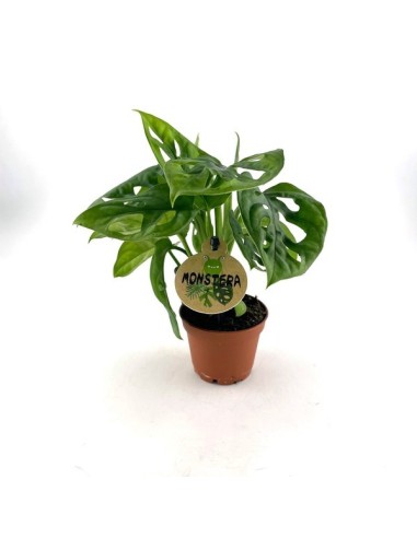 Monstera Obliqua Planta de Interior Exótica y Elegante | Endanea Garden


