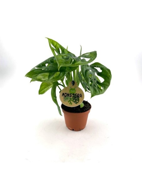 Monstera Obliqua Planta de Interior Exótica y Elegante | Endanea Garden


