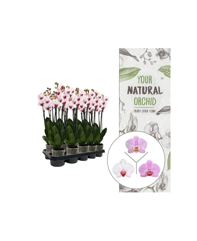 Phalaenopsis 3T 18+ Rosa | Orquídea Elegante con Flores Grandes y Duraderas

