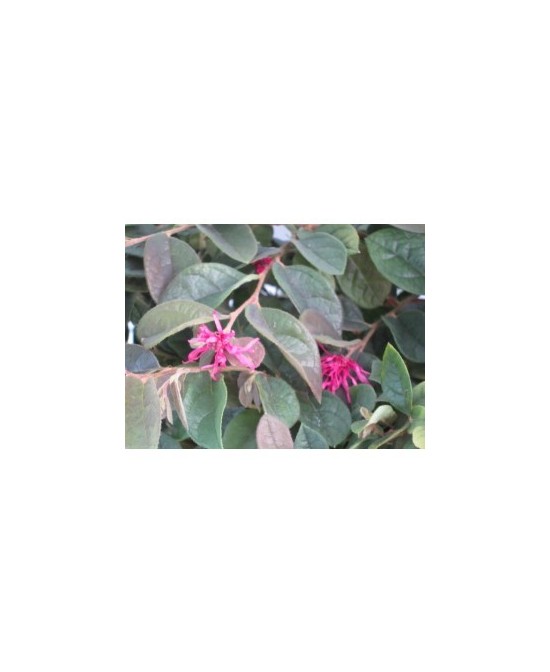 Loropetalum Chinensis 5L "Rose in Black" - Follaje Morado y Flores Rosadas

