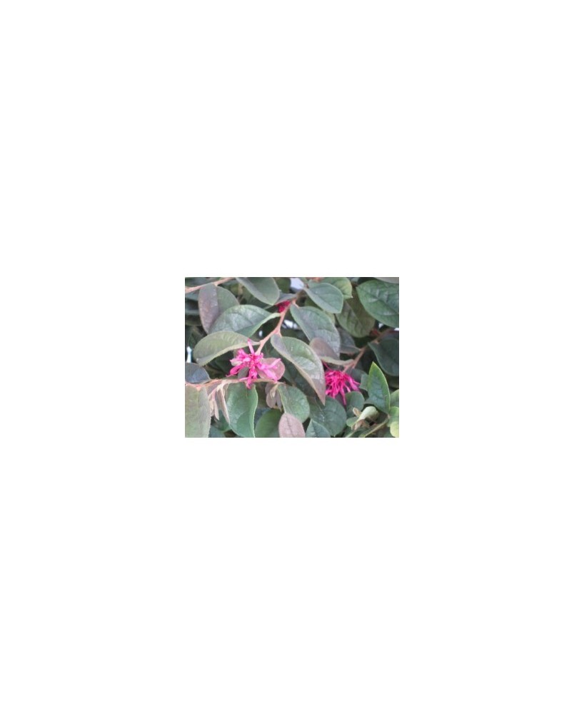Loropetalum Chinensis 5L "Rose in Black" - Follaje Morado y Flores Rosadas

