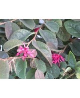 Loropetalum Chinensis 5L "Rose in Black" - Follaje Morado y Flores Rosadas

