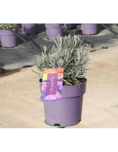 Lavanda M13 | Planta Aromática con Flores Violetas y Aroma Relajante

