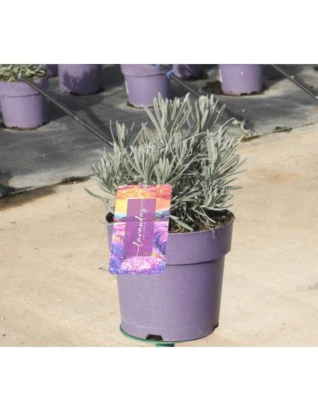 Lavanda M13 | Planta Aromática con Flores Violetas y Aroma Relajante

