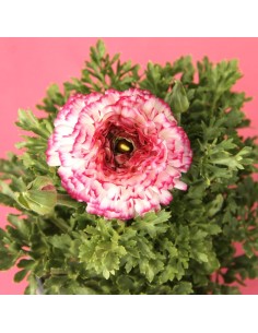 Ranúnculo 13 en Maceta | Flor de Colores Vivos para Jardín y Terraza | Endanea Garden

