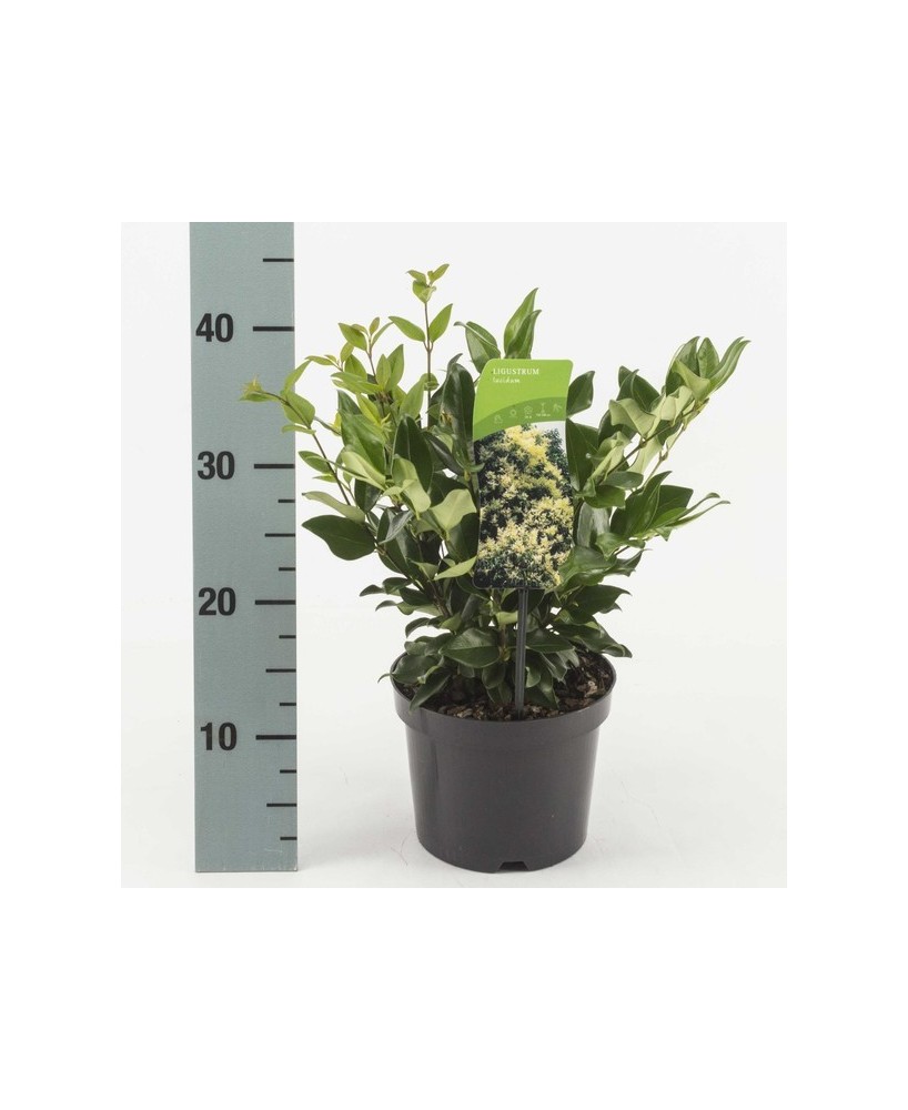 Aligustre 5L - Setos Resistentes y Rápido Crecimiento para Jardines | Endanea Garden

