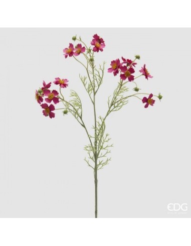 COSMOS RAMO FUCHIA