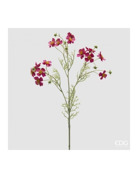 COSMOS RAMO FUCHIA