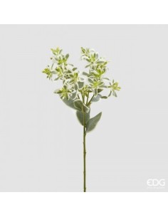 EUPHORBIA RAMO VERDE