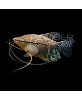 GOURAMI PERLA 5-6 CM