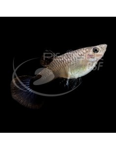 GUPPY MACHO TUXEDO ROSA 3-3.5CM