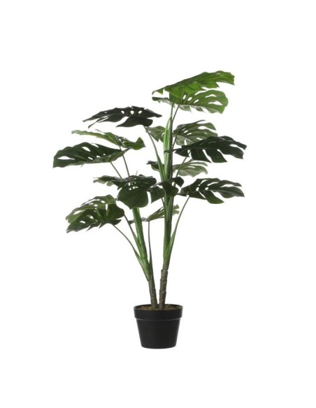 MONSTERA VERDE EN MACETA H100XD70CM