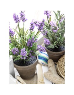 LAVANDA PURPURA EN MACETA 30X15CM