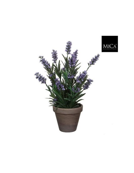 LAVANDA AZUL EN MACETA 30X15CM