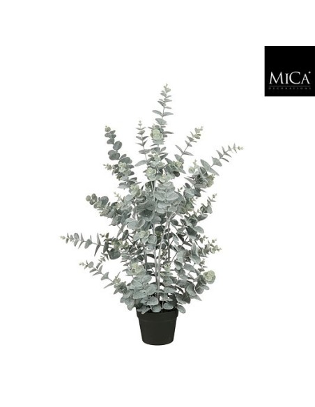 EUCALYPTUS  EN MACETA 20X15CM