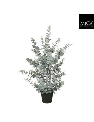EUCALYPTUS  EN MACETA 20X15CM