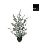 EUCALYPTUS  EN MACETA 20X15CM