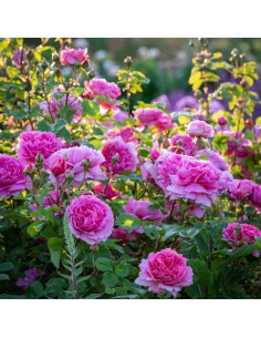 ROSAL DAVID AUSTIN PRINCESS ALEXANDRA