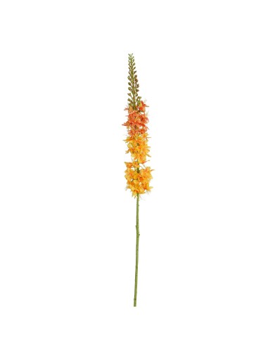 EREMURUS AMARILLO 98CM