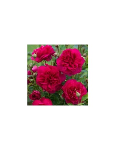 ROSAL DAVID AUSTIN THOMAS A BECKET