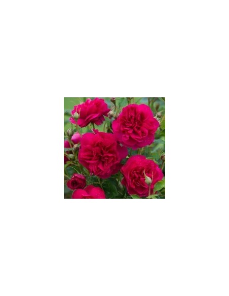 ROSAL DAVID AUSTIN THOMAS A BECKET