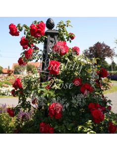 ROSAL TREPADOR FLORENTINA