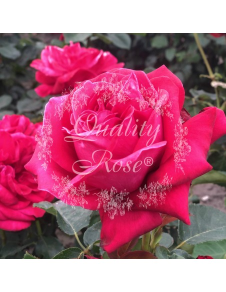 ROSAL COPA DAME DE COEUR