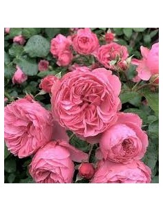 ROSAL COPA LEONARD DA VINCI