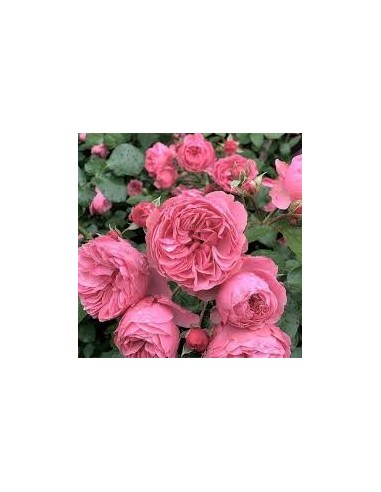 ROSAL COPA LEONARD DA VINCI