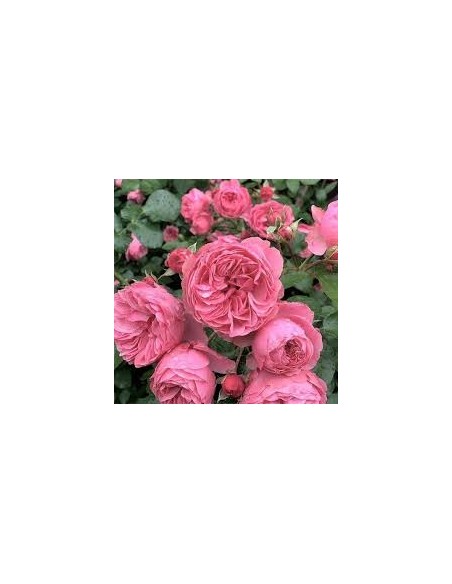 ROSAL COPA LEONARD DA VINCI