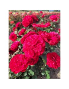 ROSAL COPA MONA LISA