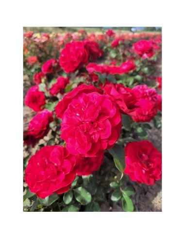 ROSAL COPA MONA LISA