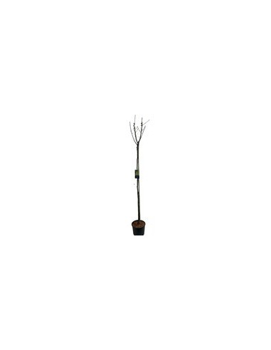 LABURNUM ANAGIROIDES C25