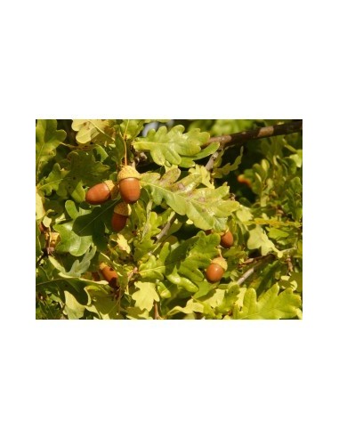 QUERCUS RUBRA CUADRADA 150/175 7L
