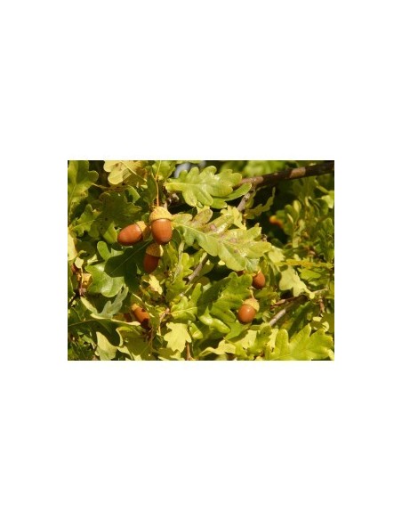 QUERCUS RUBRA CUADRADA 150/175 7L
