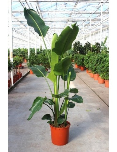 STRELITZIA M42 2M