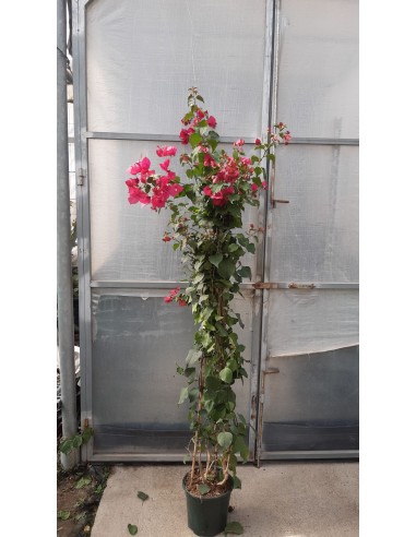 BOUGANVILLEA 0.90m