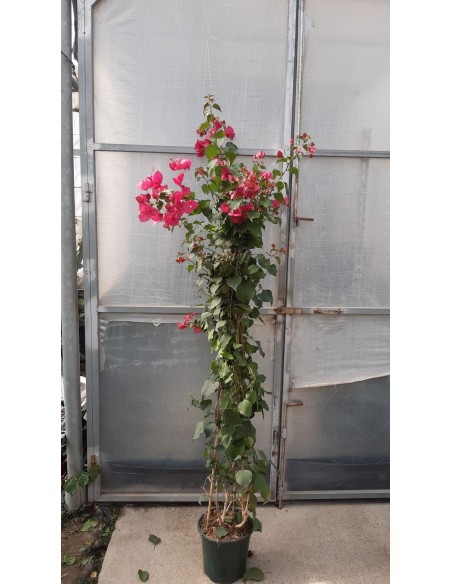 BOUGANVILLEA 0.90m