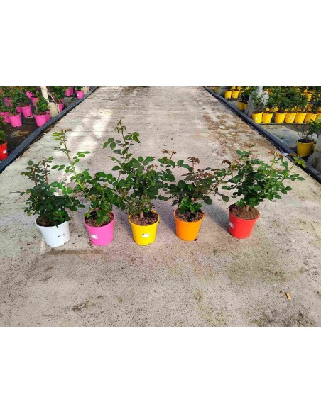 ROSAL GRANDIFLORA  M17