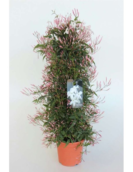 JASMINUM PYRAMIDE 0,90M