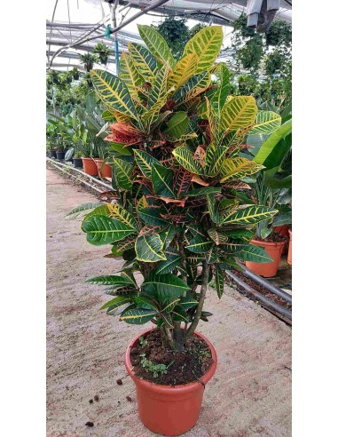 CROTON TRONCO