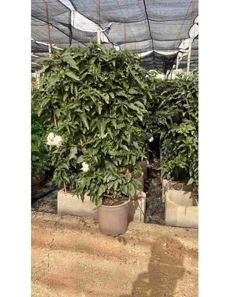 SOLANUM JASMINOIDE ESPALDERA